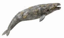 CollectA Balena gri - collecta (COL88836XL) - bravoshop