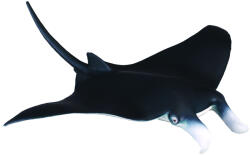 CollectA Figurina Diavol de mare M (COL88040M) Figurina