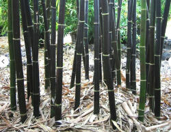 Fekete óriás bambusz - Phyllostachys nigra (nigra)