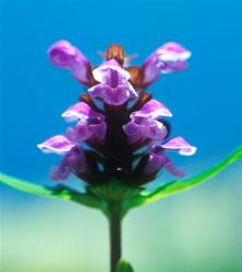 Közönséges gyíkfű (Prunella vulgaris) DEVA Európai virágeszencia