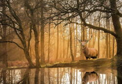 Clementoni Peace Puzzle - Rustling Silence 500 db-os (35118)