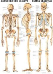 Anatómiai Mini-Plakát: Az Emberi Csontváz (Das menschliche Skelett) (SGY-51130003-XX) - duoker