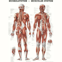 Anatómiai Plakát: Az Emberi Izomzat (Anatomische Poster Das Muskelsystem des Menschen) (SGY-51010001-XX) - sportgyogyaszati