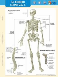  Az emberi csontváz I-II. DUO tanulói munkalap- Scheletul omului I-II. DUO fisă de studiu