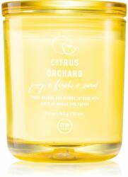 DW HOME Prime Citrus Orchard lumânare parfumată 264 g