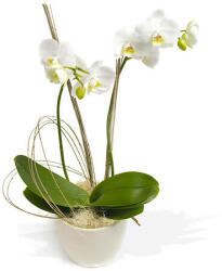 Virág és ajándékküldés Cserepes Orchidea - Fehér