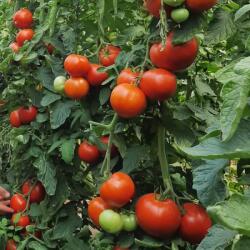 BASF Seminte de tomate Diagramma F1, 500 seminte NUNHEMS (HCTG00488)