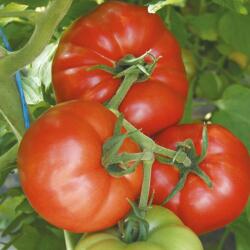 BASF Seminte de tomate Country Taste F1, 250 seminte NUNHEMS (HCTG00489)