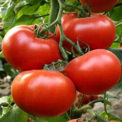 BASF Seminte de tomate Axiom F1, 500 seminte NUNHEMS (HCTG00487)