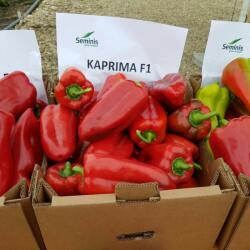 Bayer Seminte de ardei kapya Kaprima F1, 100 seminte (HCTG00420)