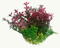 Plantă de acvariu cu frunze roșii și verzi și flori galbene (12 cm)