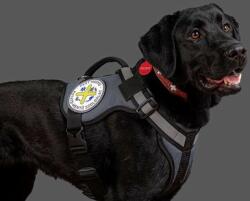 MONTANA DOG RnD ham de siguranță pentru câini (Portocaliu) (M; Circumferința pieptului: 58-66 cm, Circumferința gâtului: 35-65 cm)