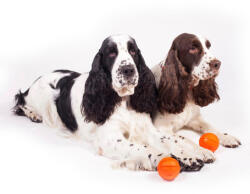 LIKER minge portocalie pentru câini (9 cm)