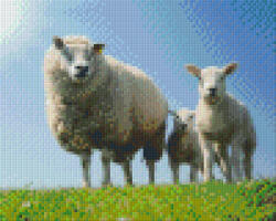 Pixelhobby 804113 Bárányok (25, 4x20, 3cm) 4 alaplapos szett (804113)