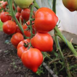 Syngenta Seminte Tomate semideterminate PEKONET F1 Syngenta 500 SEM (HCTS00025)