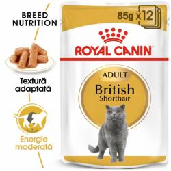 Royal Canin British Shorthair Adult Gravy hrana umeda pisica 12 x 85 g