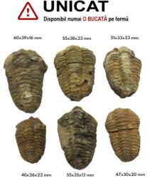 Fosil Trilobit Natural Brut - 40-60 x 26-39 x 13-23 mm - 1 Buc