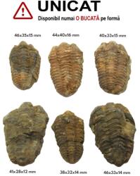 Fosil Trilobit Natural Brut - 44-67 x 24-46 x 17-22 mm - 1 Buc