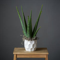 ImodFlowers Planta Aloe Vera
