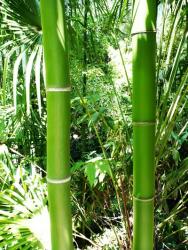 Óriás kínai zöld bambusz - Phyllostachys Viridis (viridis)