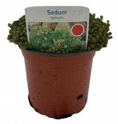 Sedum lydium sziklakerti évelõ