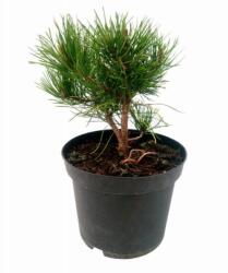 Magastörzsű aranylombú törpefenyõ Pinus Mugo 'Wintergold' Lv9 mini törzses