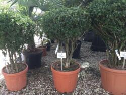 Buxus sem. LV45 MULTITRONCO