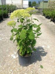  HYDRANGEA ARBORESCENS ANNABELLE CLT. 10 Hortenzia