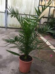 PHOENIX CANARIENSIS CLT. 3 60/80 Datolyapálma