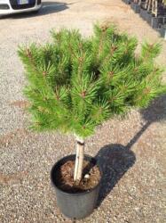 Magastörzsű törpefenyõ Pinus Mugo 'Benjamin' Lv9 mini törzses