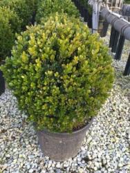Buxus Microphylla Faulkner gömb puszpáng buxus CLT20-as cserépben 40/45 Palla (csak áruházi átvétellel)