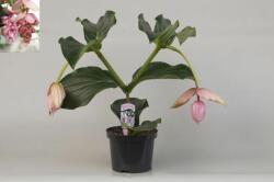  Medinilla magnifica 17 cm-es cserépben, kb. 50 cm magas