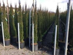  CUPRESSUS SEMPERVIRENS TOTEM CLT. 15 125/150 Oszlopos örökzöld ciprus
