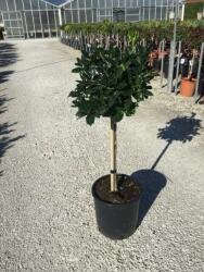 ILEX MUTCHAGARA NELLIE R. STEVENS LV 9 MINI STANDARD Magyal