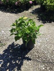 HYDRANGEA ENDLESS SUMMER (R) ROSA CLT. 10 Hortenzia