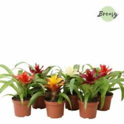  Guzmania mix bromélia 12 cm-es cserépben, kb. 25 cm magas