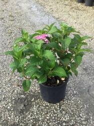 HYDRANGEA ENDLESS SUMMER TWIST-N-SHOUT (R) CLT. 10 Hortenzia