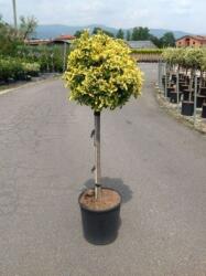 EUONYMUS JAP. ELEGANT. AUREUS CLT. 18 HALF STANDARD Japán kecskerágó