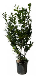  Prunus Laurocerasus Novita (R) babérmeggy CLT18 125/150 cm