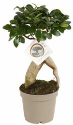  Ficus (Bonsai) microcarpa Ginseng kislevelű fikusz 12 cm-es cserépben kb. 35 cm magas