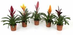  Vriesea mix 12 cm-es cserépben kb. 40 cm magas