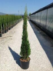 CUPRESSUS SEMPERV. PYRAMIDALIS CLT. 15 125/150 Piramisos örökzöld ciprus