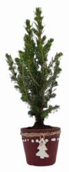 Picea Glauca cukorsüvegfenyõ 6 cm cserépben, fenyõfás kerámia kaspóban kb. 25 cm magas