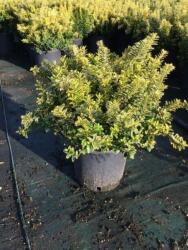 Sárgatarka kislevelű törpe kecskerágó Euonymus Pulchellus 'Aureovar. ' CLT5