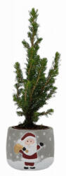  Picea Glauca cukorsüvegfenyõ 6 cm cserépben, mikulásos kerámia kaspóban kb. 25 cm magas