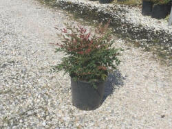 NANDINA DOMESTICA OBSESSED (R) CLT. 5 Japán szentfa