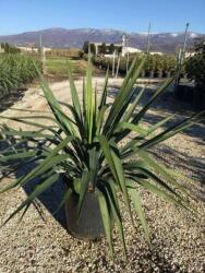 Pompás pálmaliliom Yucca Gloriosa CLT10