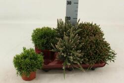  Rhipsalis mix 10 cm-es cserépben, kb. 20 cm magas