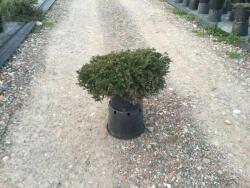  Zöld terülõ henyeboróka Juniperus Hor. 'Pr. Of Wales' CLT10