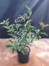 PHOTINIA FRASERI PINK MARBLE (R) CLT. 5 Korallberkenye